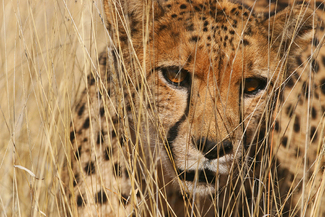 Stalking Through the Grass Color Awards Winners and Nominees