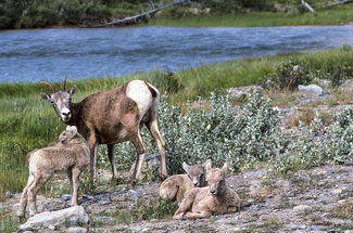 Bighorn Family Color Awards Winners and Nominees