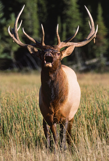 Bugling Bull Elk Color Awards Winners and Nominees
