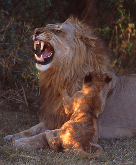 Father and Son Color Awards Winners and Nominees