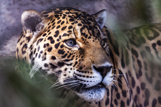 Jaguar Stalking Color Awards Winners and Nominees