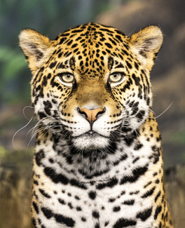 Leopard Waiting Color Awards Winners and Nominees