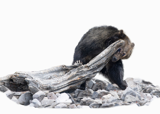 Bear Portrait Color Awards Winners and Nominees