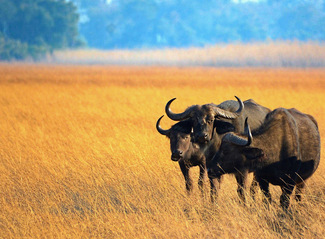 The Three Amigos Color Awards Winners and Nominees