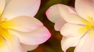 Flowers Caught Flirting Color Awards Winners and Nominees