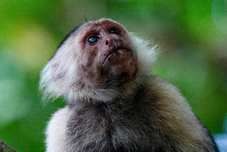 The One Eyed Capuchin Monkey Color Awards Winners and Nominees