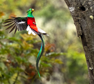 The Resplendent Quetzal Color Awards Winners and Nominees