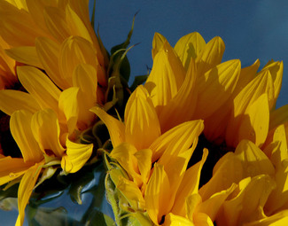 Swimming Sunflowers Color Awards Winners and Nominees