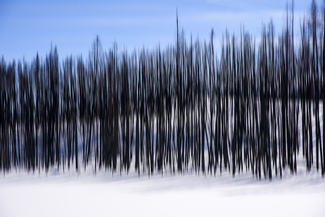 Lodgepole Pine Medley Color Awards Winners and Nominees