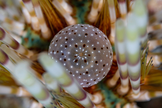 Prickly Secret Color Awards Winners and Nominees