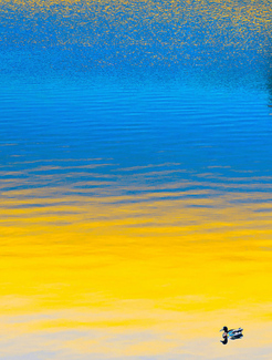 Golden Duck Color Awards Winners and Nominees