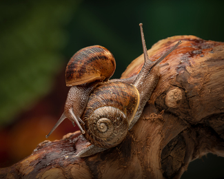 He Ain't Heavy, He's My Brother Color Awards Winners and Nominees