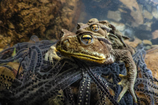 Spring Festival Color Awards Winners and Nominees