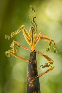 Bamboo Color Awards Winners and Nominees