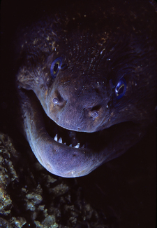 Hidden Danger Color Awards Winners and Nominees