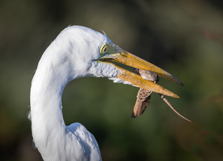 Predicament Color Awards Winners and Nominees