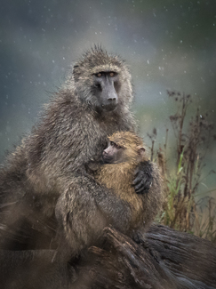 Protected by Mother Color Awards Winners and Nominees