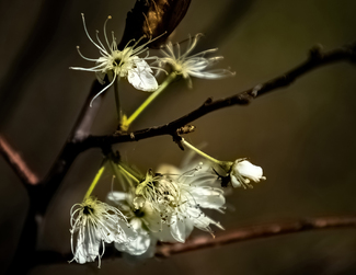 Tennessee Springtime Color Awards Winners and Nominees