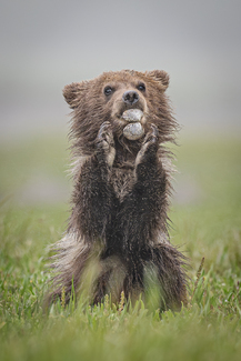 The Shell Game Color Awards Winners and Nominees