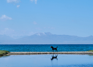 Prancing Pony Color Awards Winners and Nominees