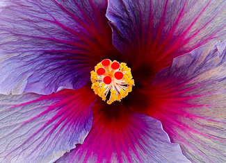 Beautiful Trippy Flower Color Awards Winners and Nominees