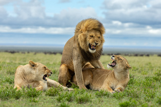 Love Tiangle Color Awards Winners and Nominees