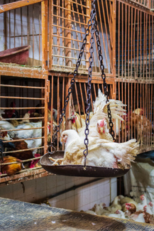 Dead Hen Weighing Color Awards Winners and Nominees