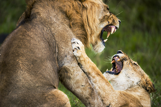 Lions Fighting Color Awards Winners and Nominees