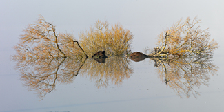 Two Cormorants Color Awards Winners and Nominees