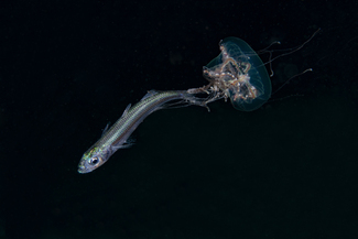 Attack Color Awards Winners and Nominees