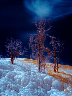 Arboreal Quartet, Mammoth Hot Springs (Infrared) Color Awards Winners and Nominees