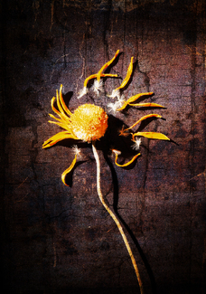 Dried Flower Color Awards Winners and Nominees