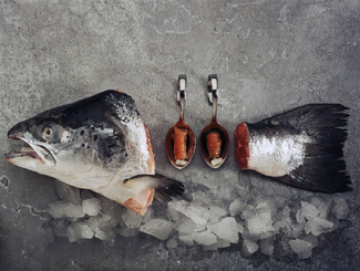 Still Life With Fish Color Awards Winners and Nominees