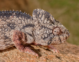 'My portrait!' Color Awards Winners and Nominees