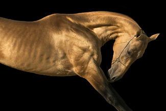 Golden Argamak Color Awards Winners and Nominees