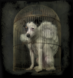 Fallen Angel Color Awards Winners and Nominees