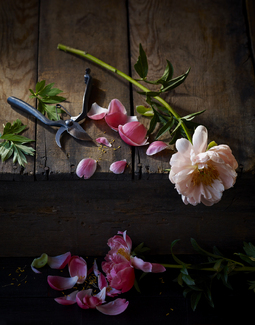 Peonies Color Awards Winners and Nominees