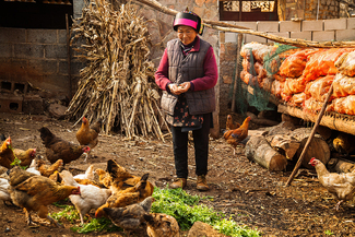 Grandma and Chickens Color Awards Winners and Nominees