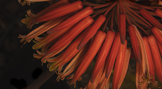 Orange Flower Color Awards Winners and Nominees