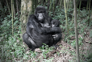 Rwanda Virunga National Park Gorilla mother with baby Color Awards Winners and Nominees