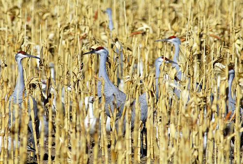 Cranes in the Corn Fields Cranes in the Corn Fields