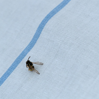 Borderline Color Awards Winners and Nominees