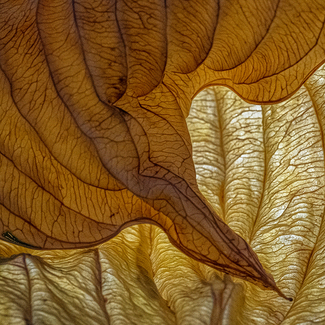 Leaf Color Awards Winners and Nominees