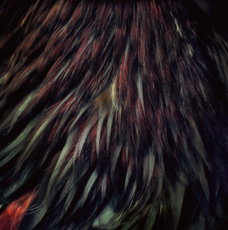 Bird designed Color Awards Winners and Nominees