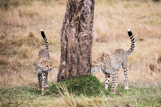 Playtime in the Mara Color Awards Winners and Nominees