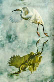Egret, Reflected Color Awards Winners and Nominees