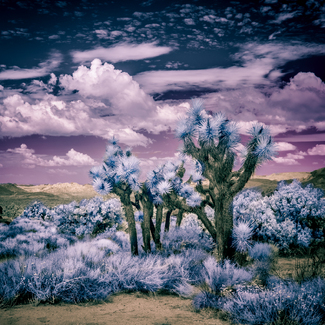 Joshua Tree, California Color Awards Winners and Nominees