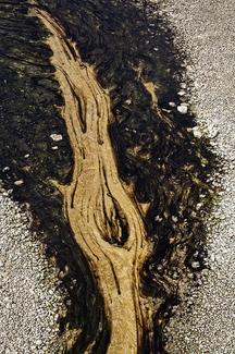 Plume Color Awards Winners and Nominees