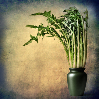 Vegetables composition Color Awards Winners and Nominees